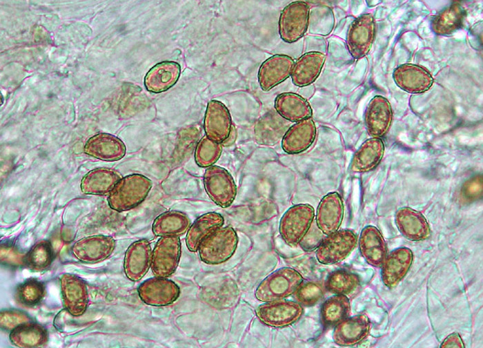 Cortinario da determinare